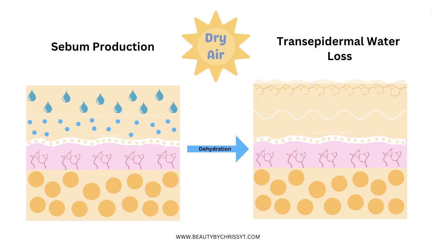 The Science Behind Skincare | What You Need to Know